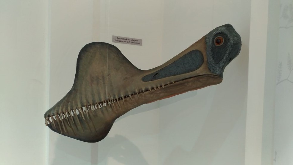 Reconstituição da cabeça de um pterossauro, fósseis do animal são a principal atração do museu. (Foto: Paulo Henrique Rodrigues/TV Verdes Mares)
