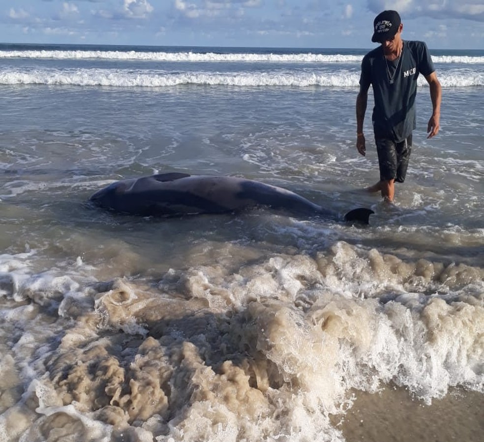 Filhote De Baleia E Encontrado Encalhado Na Faixa De Areia Em Bertioga Sp Santos E Regiao G1