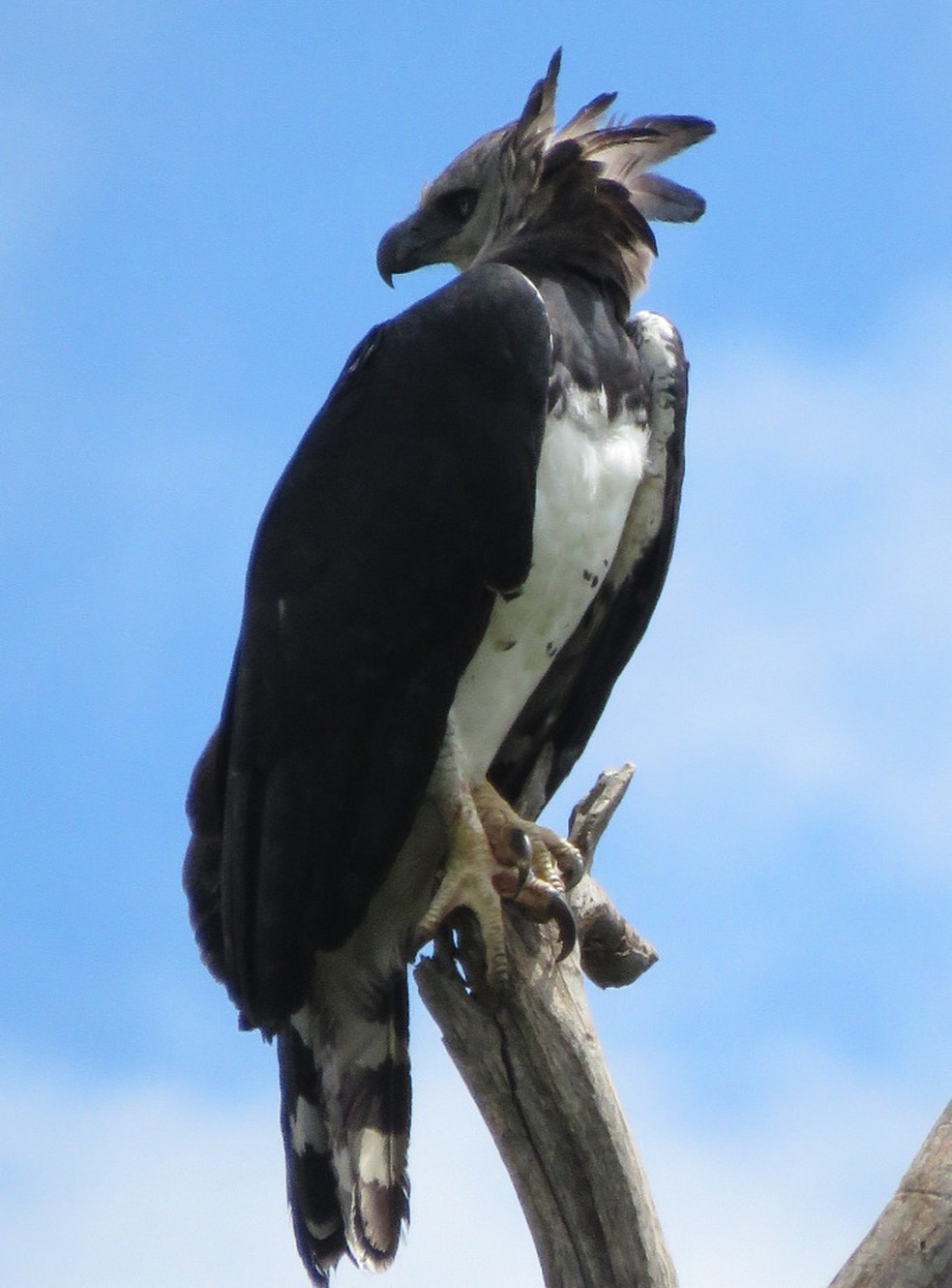 Maior águia das Américas, um gavião-real após deixar macaco-prego cair, em Bodoquena (MS). — Foto: Cristiano Godinho/Foto