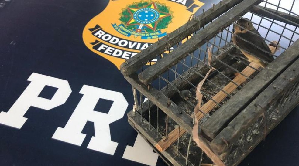 Uma das aves silvestres que foi resgatada pela PRF em rodovia na Bahia — Foto: Divulgação/PRF