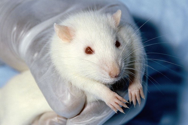 Universidades estão sacrificando milhares de roedores por causa da Covid-19 (Foto: Wikimedia commons)