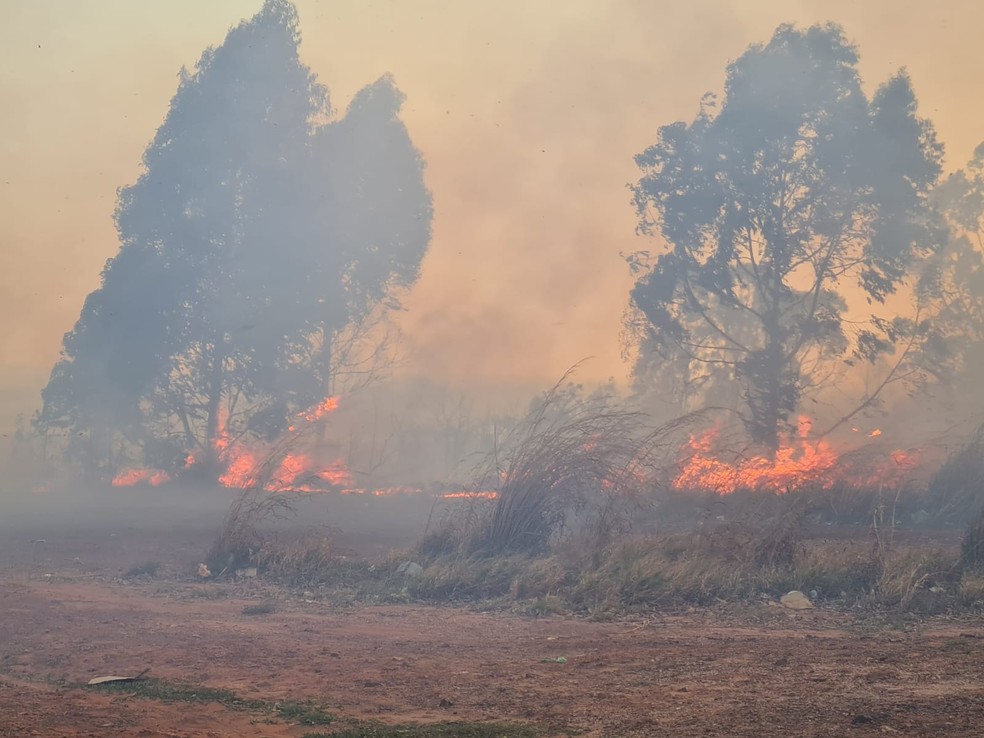 Área de mata perto da Torre de TV Digital pegou fogo, no sábado (3) — Foto: Corpo de Bombeiros do DF/Divulgação