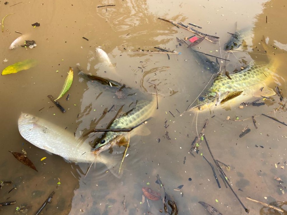 Peixes mortos no Rio Piracicaba, em Piracicaba  — Foto: Edijan Del Santo/ EPTV
