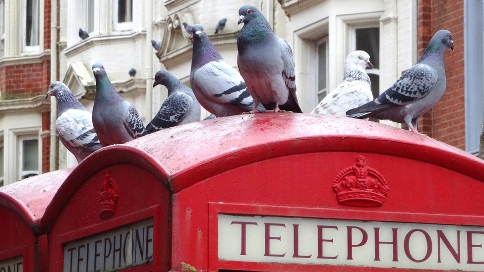 Os pombos foram importantes em vários momentos da história (Foto: Getty Images via BBC)