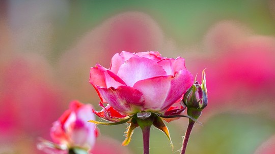 Rosa: como plantar a flor e os quais os principais cuidados?