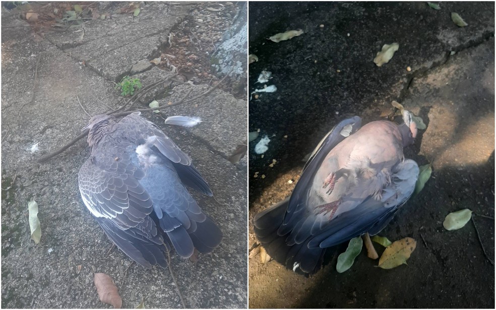 Pombos morrem após serem atingidos por tiros em Anápolis, Goiás — Foto: Reprodução/TV Anhanguera