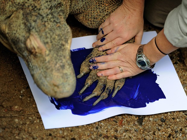 No caso do dragão-de-komodo, uma funcionária do zoológico teve de dar uma mãozinha para registrar a pegada do animal (Foto: Daniel Muñoz/Reuters)