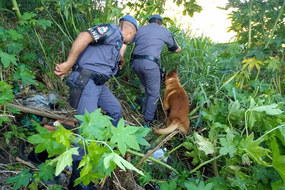 Se não fossem encontradas pelos cães, drogas ainda poderiam estar nas ruas (Foto: Stephanie Fonseca/G1)