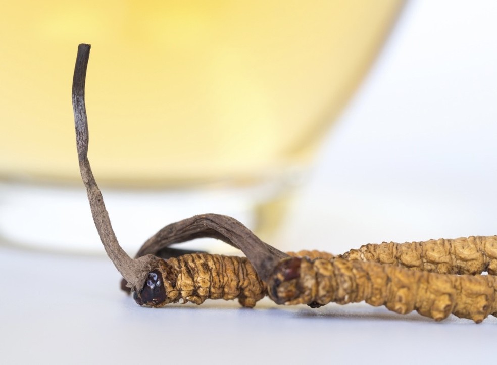 Ophiocordyceps sinensis já com corpo frutificado em lagarta de mariposa é usado para fins farmacêuticos  — Foto: Canva