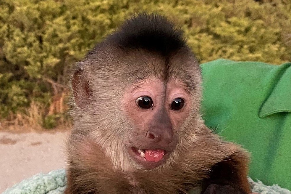 Macaco é suspeito de ligar para a polícia de zoológico dos EUA — Foto: San Luis Obispo County Sheriff's Office / AFP