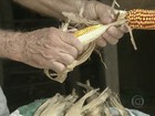 Criadores do CE recorrem aos grãos da CONAB para alimentar rebanhos 