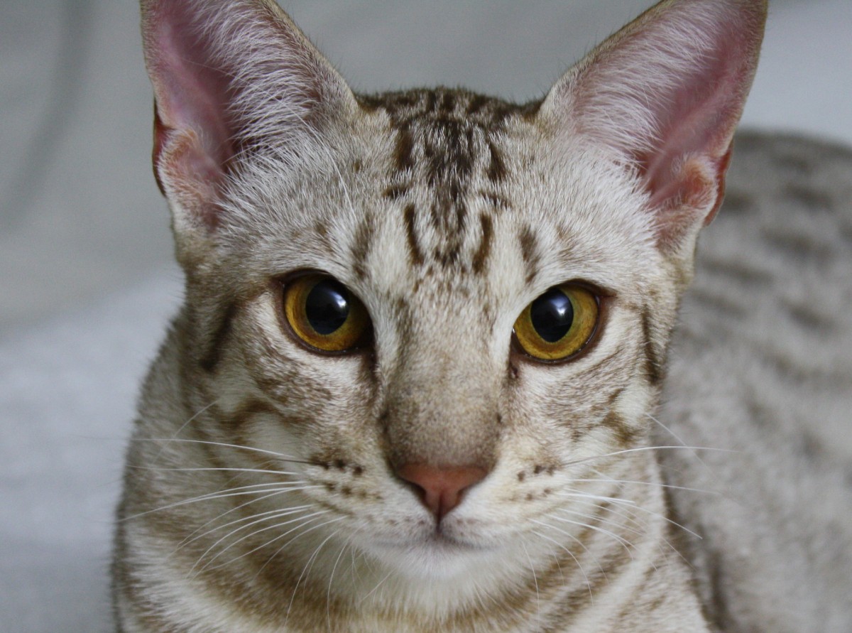 Apesar de lembrar um gato selvagem, o ocicat é 100% doméstico (Foto: Flickr/ Jackie/ CreativeCommons)
