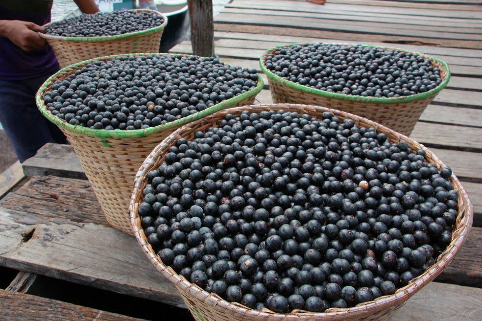 Fruto de açaí colhido pelas comunidades do projeto Manejaí — Foto: Arquivo pessoal