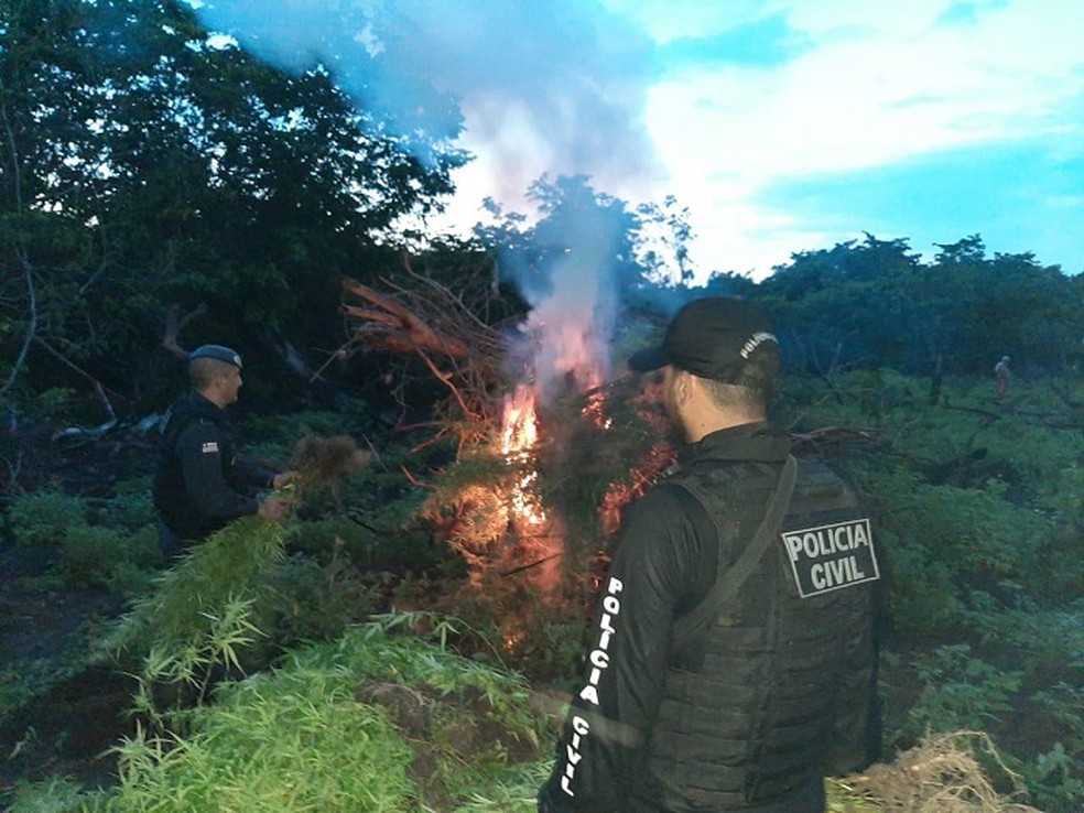Pés de maconha foram encontrados nas proximidades do povoado São Félix em Vitória do Mearim — Foto: Divulgação/Polícia
