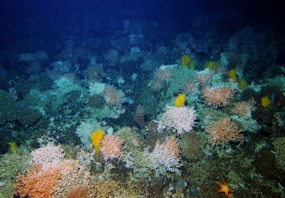 Corais de profundidade normalmente vivem entre 200 e 1.500 metros de profundidade e nem sempre formam recifes como o da foto, sendo a maioria de vida solitária; livro de brasileiro e norte-americano registrou espécies vivendo a até 3 mil metros na Nova Caledônia