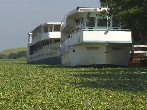 Navegação também foi afetada com a quantidade de plantas (Foto: Reprodução/TV TEM)