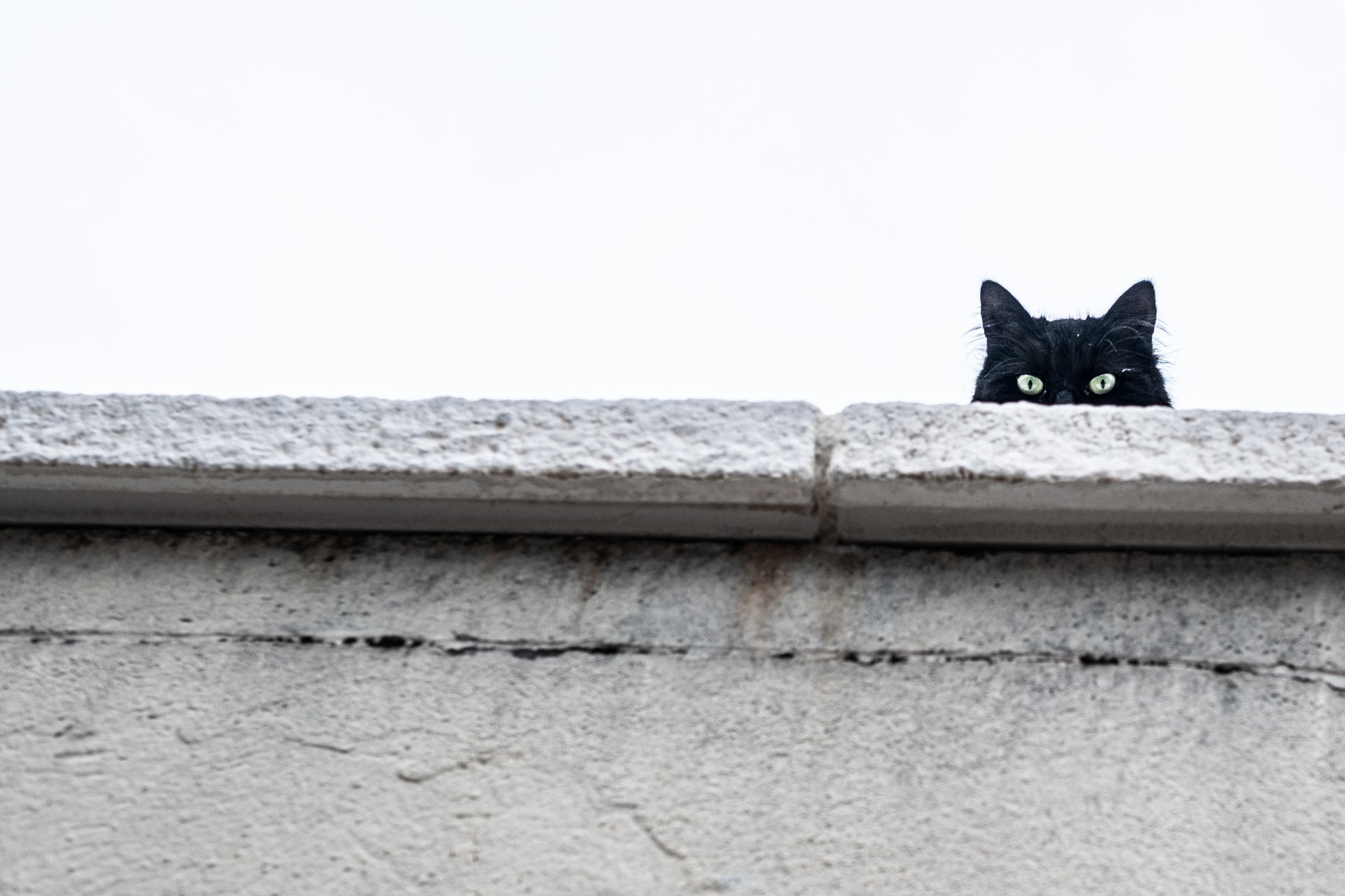 Gatos de estimação raramente se afastam de seus lares quando saem para passear (Foto: Clément Falize/ Unsplash)