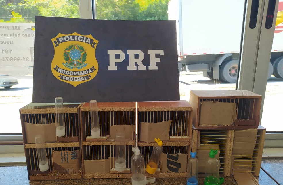 Gaiolas estavam dentro de uma bolsa e uma mochila no ônibus — Foto: Polícia Rodoviária Federal