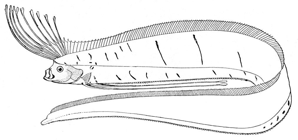 Desenho que representa o peixe-remo (Foto: Public Domain)