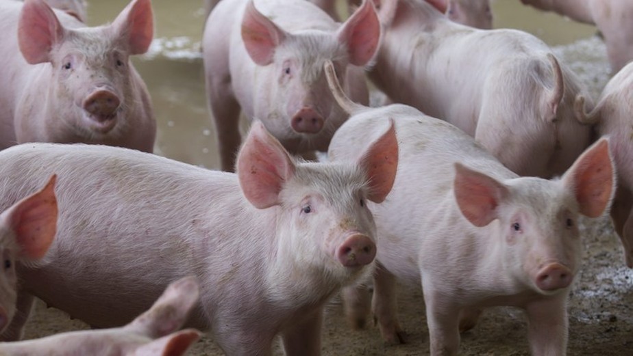 Preços do suíno vivo e da carne caíram em todas as regiões pesquisadas pelo Cepea