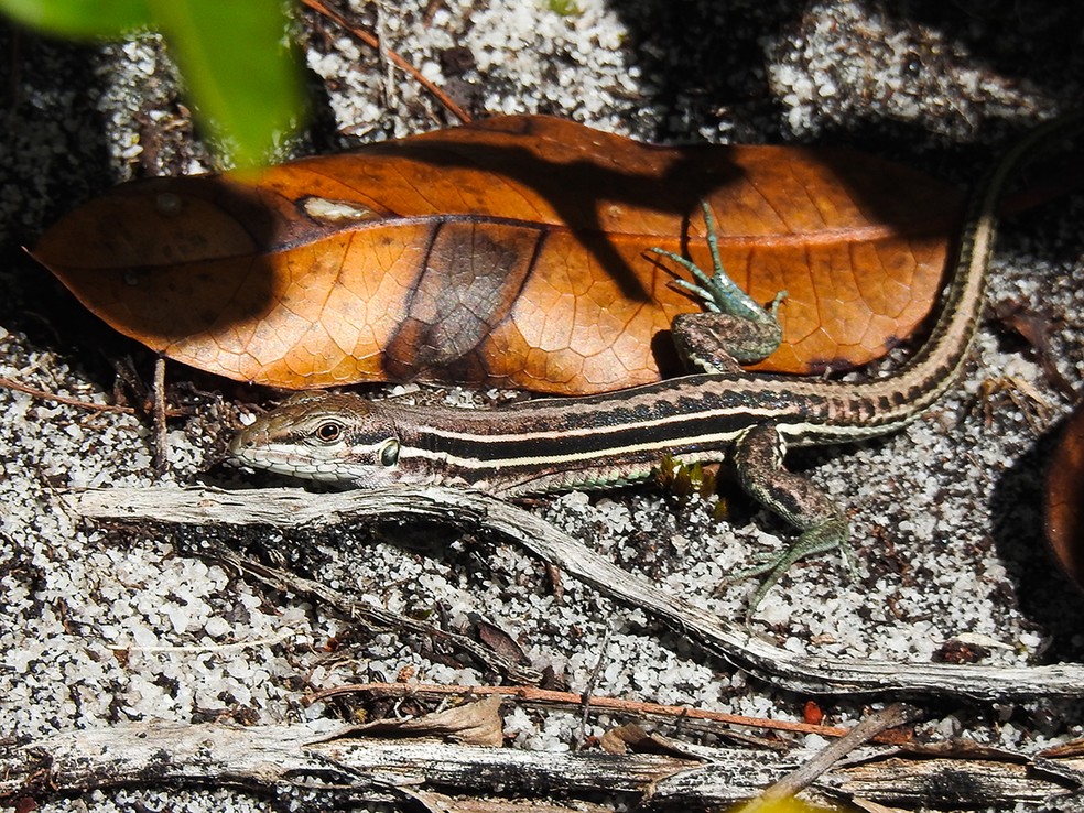 Os répteis também estão presentes em grande quantidade na região; na foto, o lagartinho Ameivula nativo — Foto: Luciano Lima/TG