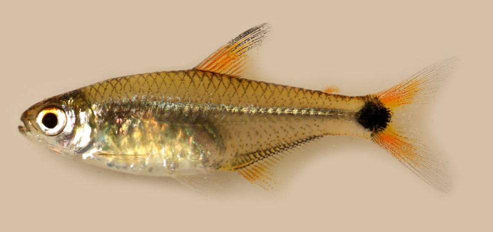 Odontostilbe pacaasnovos, descoberto em Rondônia — Foto: Journal of Fish Biology/Reprodução