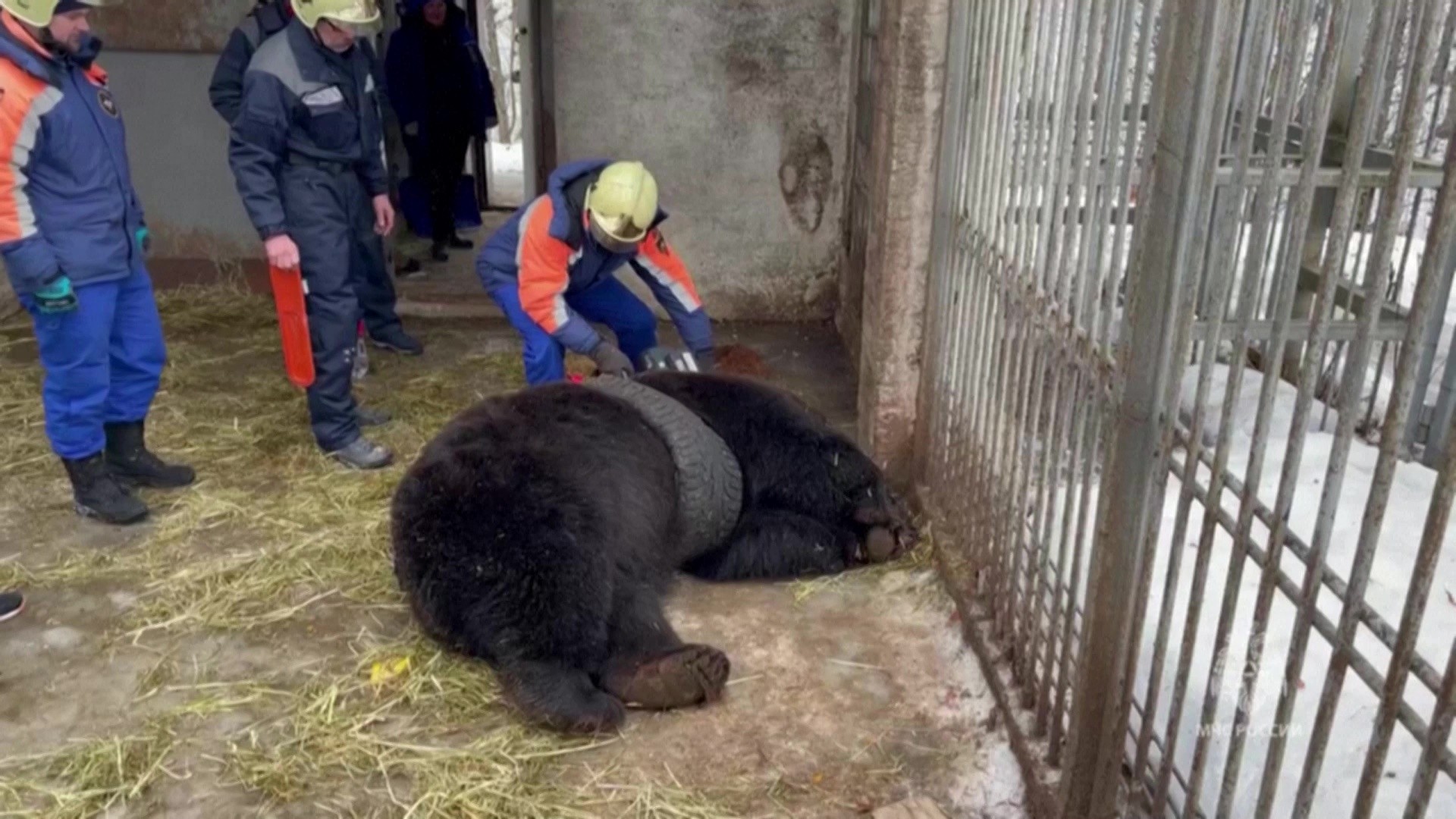 Urso fica preso em pneu de carro na Rússia; veja vídeo do resgate