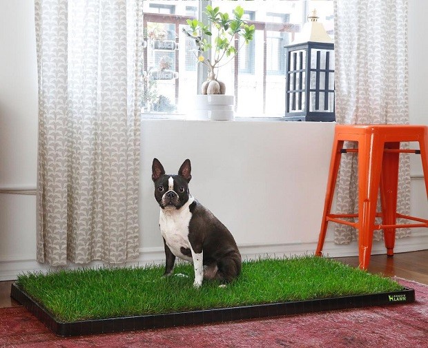 Empresa oferece serviço que entrega “grama portátil” natural para cães  (Foto: Reprodução )