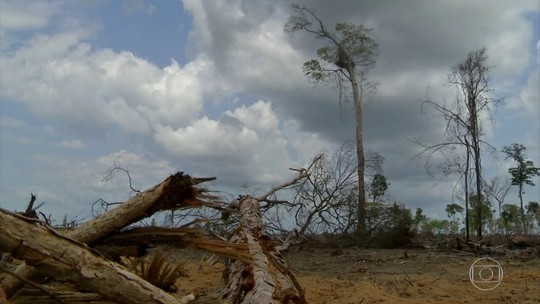 Desmatamento na Amazônia sobe 15% em 12 meses, diz instituto