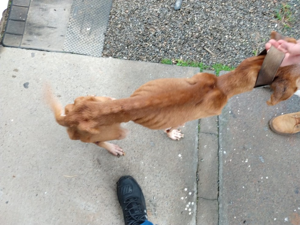 Animais foram encontrados em estado de desnutrição e desidratação — Foto: Polícia Civil/Divulgação
