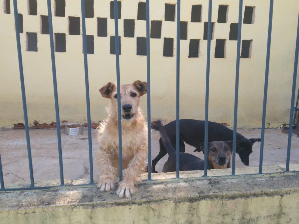 Mês de dezembro conscientiza sobre os cuidados com animais — Foto: Uipa Itapetininga/Divulgação