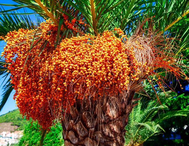Palm tree in bloom . Flowering of exotic tree . Wodyetia bifurcata seed (Foto: Getty Images/iStockphoto)