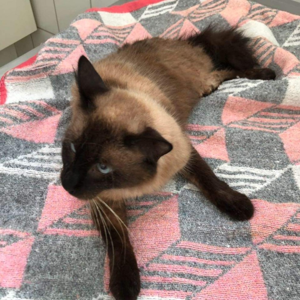 Gato foi levado a clínica veterinária, sem movimento nas pernas, mas não resistiu e morreu dois dias após o ataque — Foto: Thiago Xavier/Arquivo pessoal
