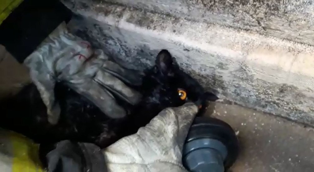 Bombeiros usam oxigênio para reanimar gato resgatado de incêndio em Marília — Foto: Corpo de Bombeiros/Divulgação