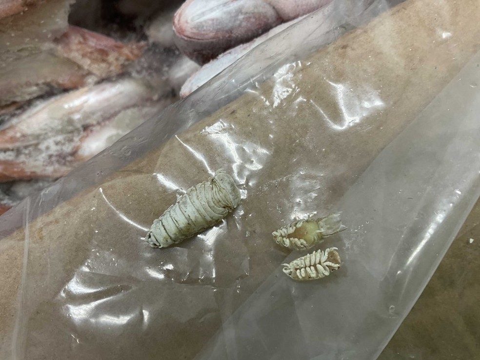 Parasitas 'comedores de língua de peixe' encontrados em caixas de dourada — Foto: Divulgação/SCPHA