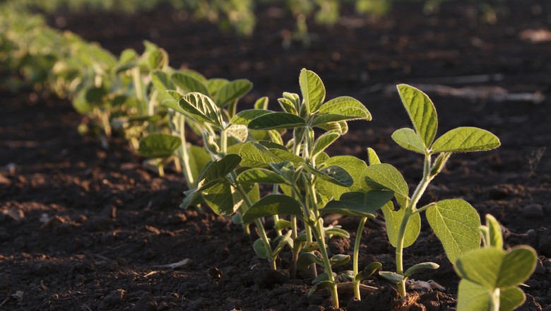 agricultura_soja_ (Foto: Thinkstock)