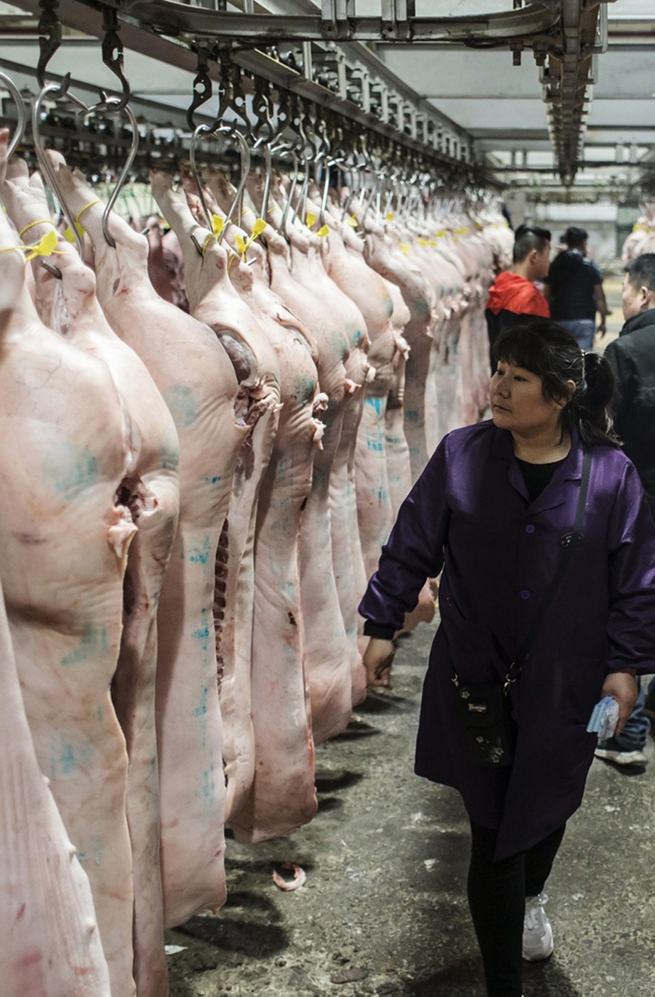 China é o principal destino da carne suína brasileira
