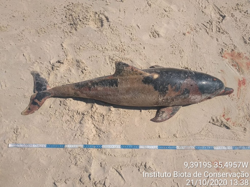 Equipes do Instituto Biota foram acionadas para recolher golfinho que foi encontrado morto na praia de Barra de Santo Antônio, AL — Foto: Instituto Biota