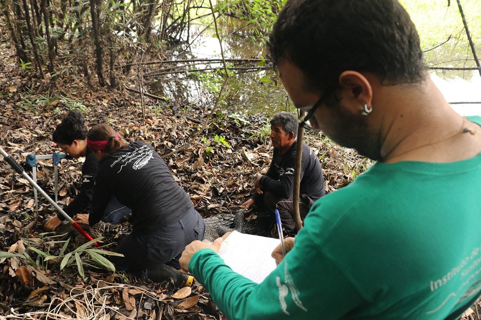 Dados de pesquisas foram utilizados na elaboração de programa  — Foto: Júlia de Freitas/Instituto Mamirauá