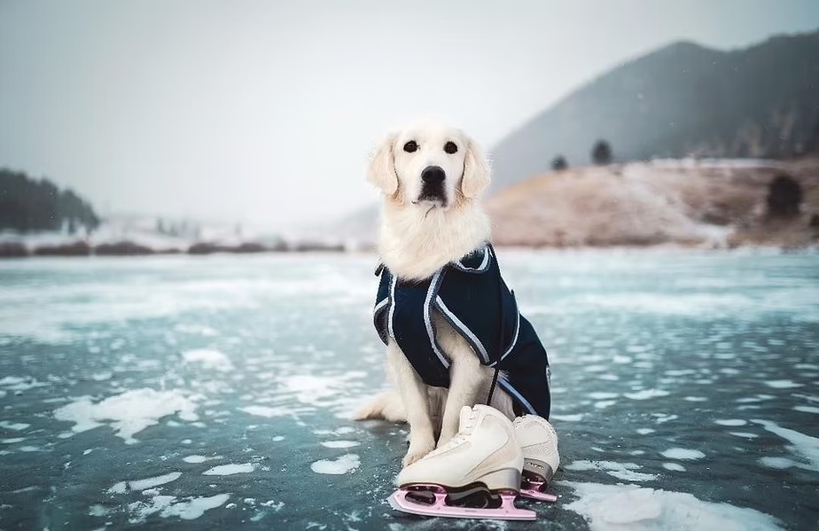 Finnian, o cão de serviço que viaja o mundo com sua tutora, pronto para patinar no gelo no Golden Gate Canyon State Park no Colorado