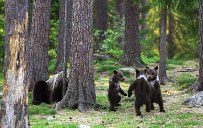 Fotógrafo flagra três ursinhos dançando em floresta (Foto: Reprodução )