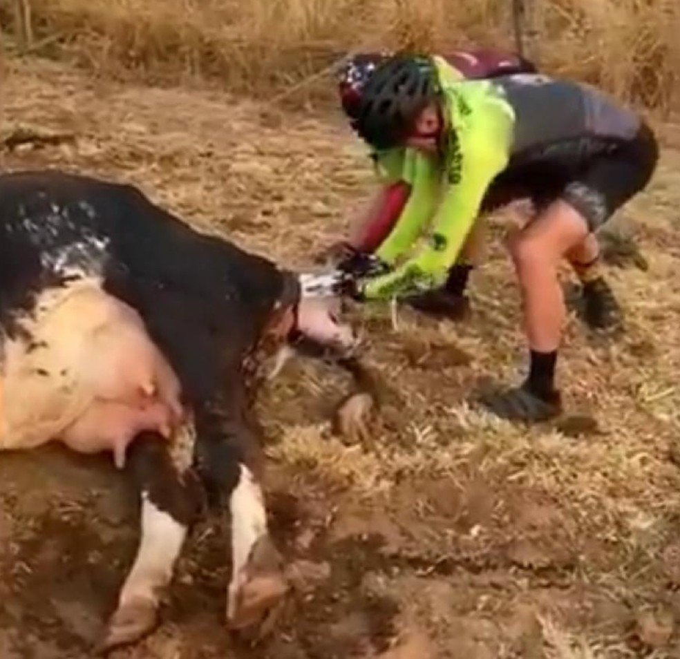 Ciclistas ajudaram em parto de vaca em Rio Preto — Foto: Reprodução/Facebook 