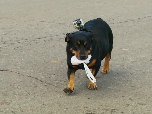 Cachorra faz compras para a dona em distrito de Caldas (MG) (Foto: Reprodução EPTV/Michel Diogo)