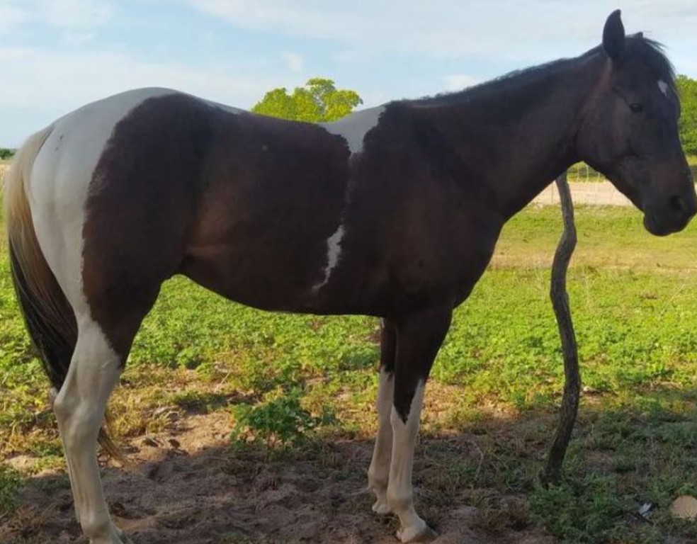 Cavalo avaliado em R$ 15 mil morre após ser atingido por raio na zona rural de Alto Santo, no interior do Ceará. — Foto: Arquivo pessoal