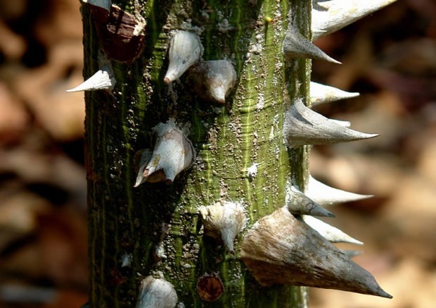 Na juventude, seus galhos e tronco possuem grossos espinhos cônicos e solitários (Foto: Flickr / tatamazonstock / CreativeCommons)