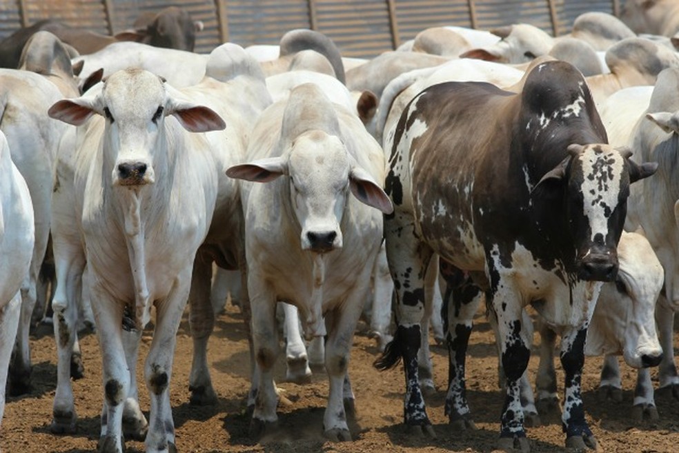 Mato Grosso possui o maior rebanho bovino do país.  — Foto: Olimpio Vasconcelos/G1 MT