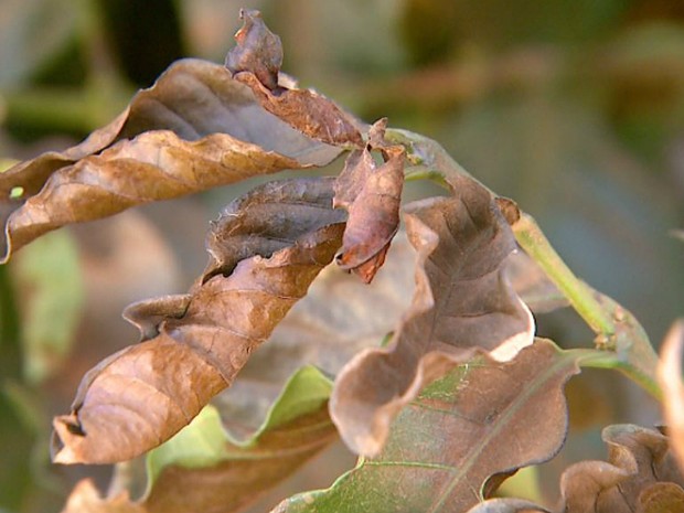 Temperatura de -0,3ºC queimou as folhas das lavouras de café na região da Alta Mogiana. (Foto: Fábio Júnior/EPTV)