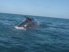 Foca pega 'carona' nas costas de baleia e surpreende turistas no México