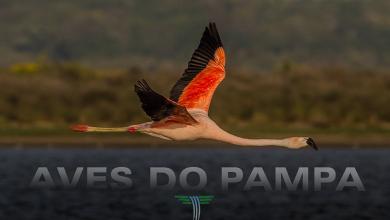 Flamingo_aves_pampa (Foto: Divulgação)