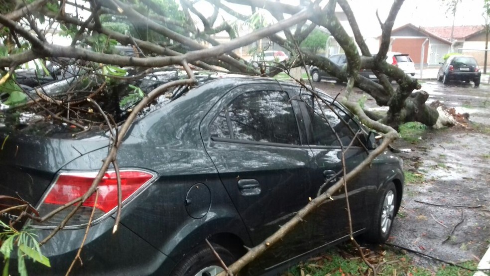 Árvore caiu em cima de carros no Parque São Geraldo em Bauru (Foto: Alan Schneider / TV TEM )
